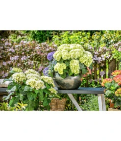 Dehner Keramik-Topf Bavaria, Bauchig -Markenqualität 167510 167544 167643 WE MO 001 KeramikPflanztopfBavariaglasiert