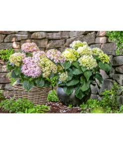 Dehner Keramik-Topf Bavaria, Bauchig -Markenqualität 167510 167544 167643 WE MO 002 KeramikPflanztopfBavariaglasiert