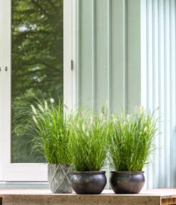 Dehner Keramik-Topf Bavaria, Bauchig -Markenqualität 167510 167544 167643 WE MO 009 KeramikPflanztopfBavariaglasiert