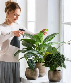 Dehner Keramik-Übertopf Mathea, Bauchig, Gold/braun 10 Dehner Keramik-Übertopf Mathea, Bauchig, Gold/braun -Markenqualität 220527 5178124 PR WE 001 SprueherGrau