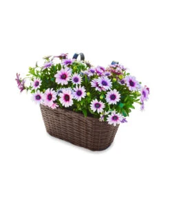 Dehner Polyrattan-Hängekasten, Braun, 30 X 16 X 26 Cm 5 Dehner Polyrattan-Hängekasten, Braun, 30 X 16 X 26 Cm -Markenqualität 2467728 WE FS 002 PolyrattanHaengetopf30cm