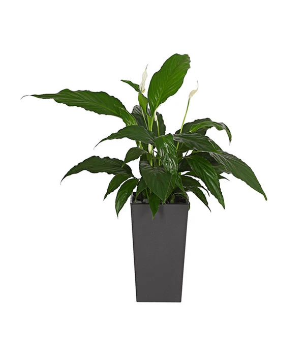 Dehner Kunststoff-Topf Elise, Konisch, Glänzend, Inkl. Bewässerungssystem 4 Dehner Kunststoff-Topf Elise, Konisch, Glänzend, Inkl. Bewässerungssystem – Bild 2