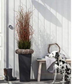 Dehner Kunststoff-Topf Elise, Konisch, Glänzend, Inkl. Bewässerungssystem 16 Dehner Kunststoff-Topf Elise, Konisch, Glänzend, Inkl. Bewässerungssystem -Markenqualität 2539518 WE MO 003 KunststofftopfEliseAnthrazit