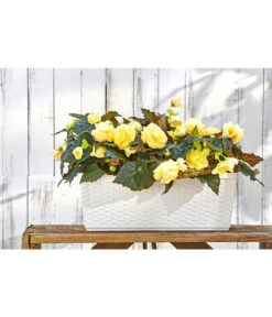 Dehner Kunststoff-Flechtkasten Dallas, Rechteckig -Markenqualität 2889723 WE MO 001 DehnerKunststoffFlechtkastenWeissBlumenkasten