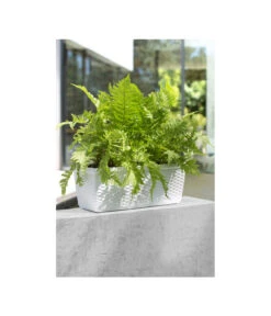 Dehner Kunststoff-Flechtkasten Dallas, Rechteckig -Markenqualität 2889723 WE MO 002 DehnerKunststoffFlechtkastenWeissBlumenkasten