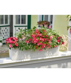 Dehner Kunststoff-Flechtkasten Dallas, Rechteckig -Markenqualität 2889822 2889723 WE MO 003 DehnerKunststoffFlechtkastenweiss