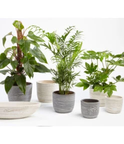 Dehner Keramik-Jardiniere Wood, Oval, Ca. B48/H12/T14 Cm -Markenqualität 2890713 WE MO 001 TopfWoodGrauCremeFotoshootingUveSauerFebruar2016