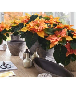 Dehner Keramik-Übertopf Kenia, Konisch, Braun -Markenqualität 2938934 WE MO 001 UebertopfKeniaBraun