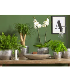 Dehner Keramik-Jardiniere Rosella, Oval, Silber, Ca. B50/H11/T17 Cm -Markenqualität 3136926 PR MO 003 KeramikSerieRosellaChromUveSauer 1