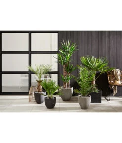 Dehner Polystone-Topf Brisbane In Riffeloptik, Rund 11 Dehner Polystone-Topf Brisbane In Riffeloptik, Rund -Markenqualität 3158847 3158870 3158888 WE MO 002 PolystoneTopfinRiffeloptikrundsand