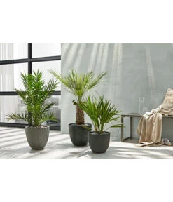 Dehner Polystone-Topf Brisbane In Riffeloptik, Rund 12 Dehner Polystone-Topf Brisbane In Riffeloptik, Rund -Markenqualität 3158847 3158870 3158888 WE MO 003 PolystoneTopfinRiffeloptikrundsand