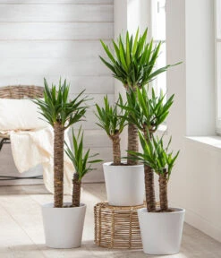 Dehner Keramik-Übertopf Basic, Rund -Markenqualität 3231560 WE MO 001 TopfBasicWeiss