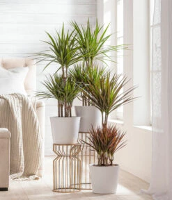 Dehner Keramik-Übertopf Basic, Rund -Markenqualität 3231560 WE MO 002 TopfBasicWeiss