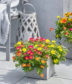 Dehner Polystone-Topf Sydney, Quadratisch, Grau -Markenqualität 3920998 3921004 4261632 WE MO 002 DehnerPolystoneTopfSydneyquadratischgrau