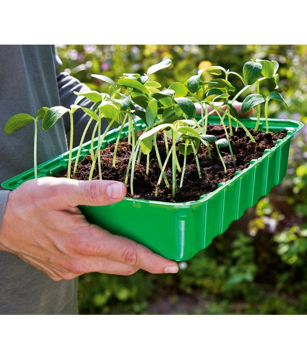 Dehner Zimmergewächshaus, 36 X 22 X 13 Cm 4 Dehner Zimmergewächshaus, 36 X 22 X 13 Cm – Bild 2