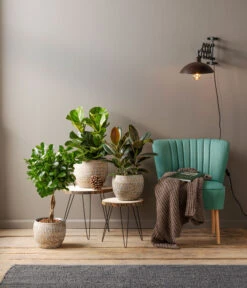 Dehner Keramik-Jardiniere Lana, Oval, Braun, Ca. B30/H17/15 Cm -Markenqualität 4029906 PR MO 001 TopfJardiniereLatinaCremeGrau