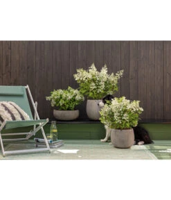 Dehner Leichtbeton-Topf Balloon Stone, Grau -Markenqualität 4058046 4058087 4057972 WE MO 006 DehnerLeichtbetonTopfBalloon 1