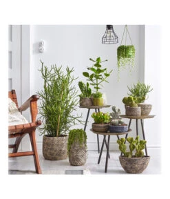 Dehner Keramik-Übertopf Stef, Bauchig, Braun, Ca. Ø25 Cm -Markenqualität 4083309 PR MO 002 TrenthemaIStefSukkulententhema 4083317 4083325 4083333 4084349 4084356 4084372 4084380 2