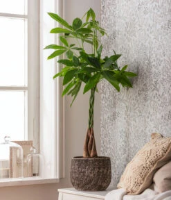 Dehner Keramik-Übertopf Stef, Rund, Braun -Markenqualität 4083325 82506059 4083325 WE MO 001 TopfStefBraunPachiraAquatica