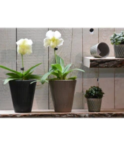 Dehner Keramik-Übertopf Elliot, Konisch, Ca. Ø14 Cm 7 Dehner Keramik-Übertopf Elliot, Konisch, Ca. Ø14 Cm -Markenqualität 4103321 PR MO 001 4103313 4057022 OrchideentopfElliotTaupeGranitTopfLisaMiniGruen