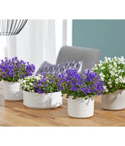 Dehner Keramik-Übertopf Sino, Rund 7 Dehner Keramik-Übertopf Sino, Rund -Markenqualität 4205092 PR MO 001 TopfSinoKachelnWeissTopfSinoPunkteGrau 4205092 4222816 4222824 4047387 4107728 4066007