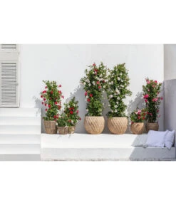 Dehner Terrakotta-Topf Imperia, Rund, Antik-terrakotta -Markenqualität 4272639 4272670 WE MO 005 DehnerTerrakottaTopf