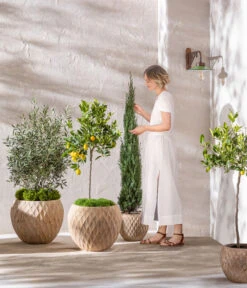 Dehner Terrakotta-Topf Imperia, Rund, Antik-terrakotta -Markenqualität 4272639 4272670 WE MO 006 DehnerTerrakottaTopf