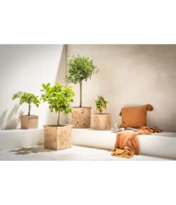 Dehner Terrakotta-Topf, Terrakotta-antik -Markenqualität 4273595 WE MO 02 Terrakotta Topf antik 1