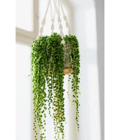 Dehner Makramee-Ampel -Markenqualität 4409132 PR MO 004 AmpelnFreshMakramee 4408977 4408985