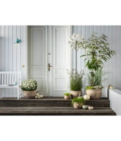 Dehner Windrad, Weiß -Markenqualität 4410106 WE MO 001 DehnerWindradWeiss