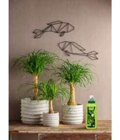 Dehner Grünpflanzen-Dünger, Flüssig, 500 Ml 7 Dehner Grünpflanzen-Dünger, Flüssig, 500 Ml -Markenqualität 4418075 WE MO 001 DehnerGruenpflanzenDuengerfluessig500ml