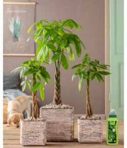 Dehner Grünpflanzen-Dünger, Flüssig, 500 Ml 8 Dehner Grünpflanzen-Dünger, Flüssig, 500 Ml -Markenqualität 4418075 WE MO 002 DehnerGruenpflanzenDuengerfluessig500ml