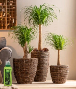 Dehner Palmen-Dünger, Flüssig, 500 Ml -Markenqualität 4418240 WE MO 001 DehnerPalmenDuengerfluessig500ml