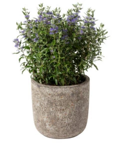 Dehner Keramik-Topf Bungxe, Meliert