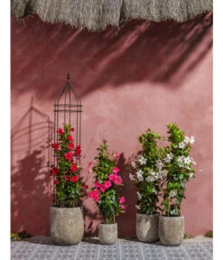 Dehner Keramik-Topf Bungxe, Meliert 8 Dehner Keramik-Topf Bungxe, Meliert -Markenqualität 4435640 4435665 4435673 WE MO 004 DehnerKeramikTopfBungxe