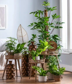 Dehner Keramik-Übertopf Elias, Bauchig, Braun -Markenqualität 4448270 WE MO 002 EvergreensScheffleraElias