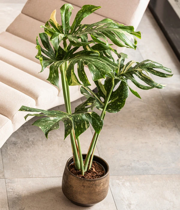 Dehner Keramik-Übertopf Mathea, Bauchig, Gold/braun 5 Dehner Keramik-Übertopf Mathea, Bauchig, Gold/braun – Bild 3