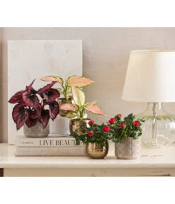 Dehner Keramik-Übertopf Elian, Rund, Ca. Ø8 Cm -Markenqualität 4479507 WE MO 001 TopfKodyElian Valentin