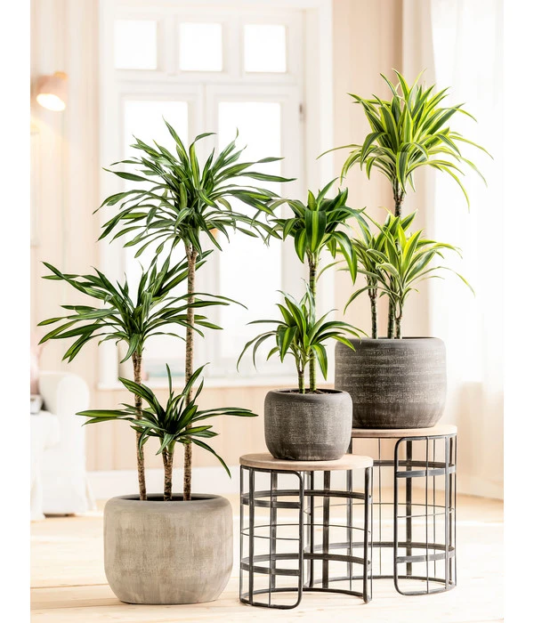 Dehner Keramik-Übertopf Romy, Rund 4 Dehner Keramik-Übertopf Romy, Rund – Bild 2