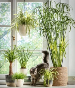 Dehner Keramik-Ampel, Konisch -Markenqualität 5122866 5122809 WE MO 001 Haustierfreundliche Gruenpflanzen