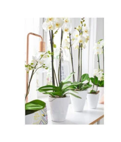 Dehner Keramik-Übertopf Stone, Konisch, Weiß, Ca. Ø14 Cm 7 Dehner Keramik-Übertopf Stone, Konisch, Weiß, Ca. Ø14 Cm -Markenqualität 5266416 5163936 5356142 PR MO 001 KeramikOrchideentopfWeiss