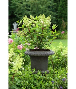 Dehner Leichtbeton-Pokal Clayfibre, Antik-schwarz, Ø 38 Cm 6 Dehner Leichtbeton-Pokal Clayfibre, Antik-schwarz, Ø 38 Cm -Markenqualität 5302427 WE MO 001 DehnerLeichtbetonPokalClayfibreBlumentopfBlumenkuebelBlumenpokal