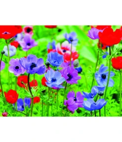 Dehner Blumenzwiebel 5 Monate Blütenpracht, 200 Stk. -Markenqualität 6617286 WE MO 003 DehnerBlumenzwiebel5MonateBlumenpaket