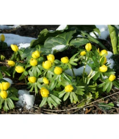 Dehner Blumenzwiebel 5 Monate Blütenpracht, 200 Stk. -Markenqualität 6617286 WE MO 004 DehnerBlumenzwiebel5MonateBlumenpaket