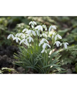 Dehner Blumenzwiebel 5 Monate Blütenpracht, 200 Stk. -Markenqualität 6617286 WE MO 006 DehnerBlumenzwiebel5MonateBlumenpaket