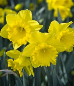 Dehner Blumenzwiebel 5 Monate Blütenpracht, 200 Stk. -Markenqualität 6617286 WE MO 007 DehnerBlumenzwiebel5MonateBlumenpaket