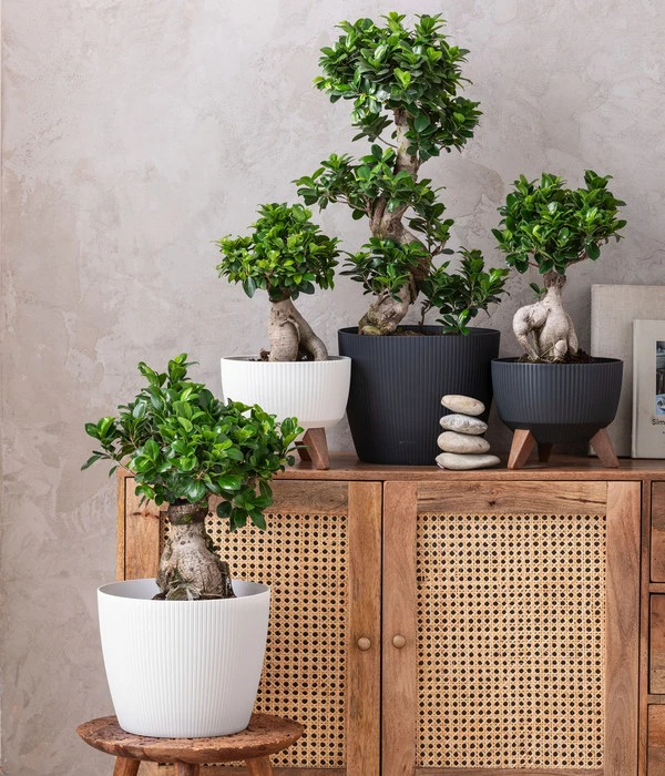 Dehner Kunststoff-Schale Roma, Rund, Ca. Ø24/H15 Cm 4 Dehner Kunststoff-Schale Roma, Rund, Ca. Ø24/H15 Cm – Bild 2