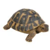 Dehner Polyresin-Landschildkröte -Markenqualität 6705990 WE FS 001 DehnerLandschildkroete