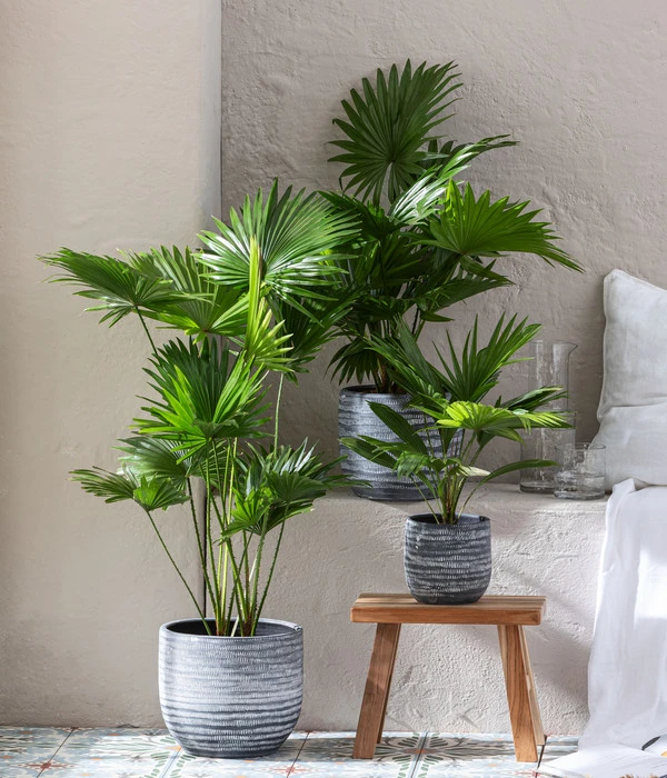 Dehner Keramik-Übertopf Mavie, Rund, Anthrazit 3 Dehner Keramik-Übertopf Mavie, Rund, Anthrazit – Bild 2