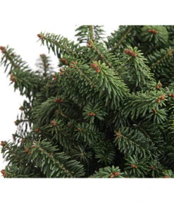 Zwerg-Balsam-Tanne 'Nana' 5 Zwerg-Balsam-Tanne 'Nana' -Markenqualität 7000789 WE DE 003 AbiesTanneBalsameaNanaDehnerExpressHerzig